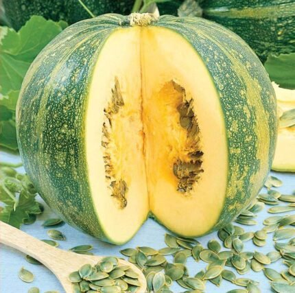 Olga Squash Seeds