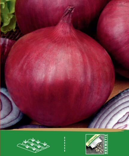 Onion Seeds