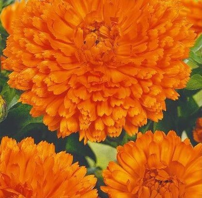 Orange Gitana Pot Marigold Seeds