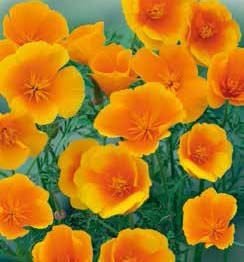 Orange King California Poppy Seeds