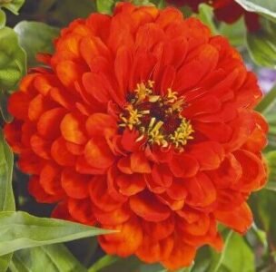 Orange King Zinnia Seeds