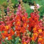 Orange Wonder Common Snapdragon Seeds