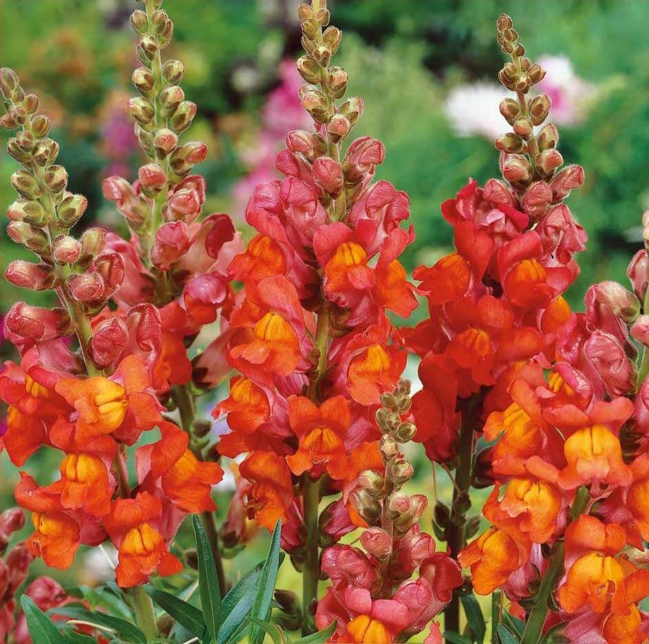 Orange Wonder Common Snapdragon Seeds Orange Wonder Common Snapdragon Seeds