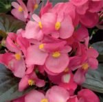 Oreb H Begonia Seeds