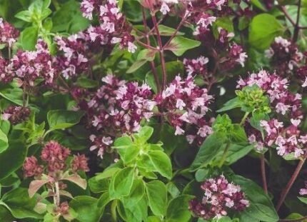 Oregano Seeds