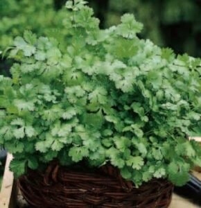 Organic Coriander Seeds