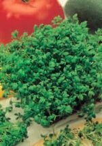 Organic Garden Cress Seeds