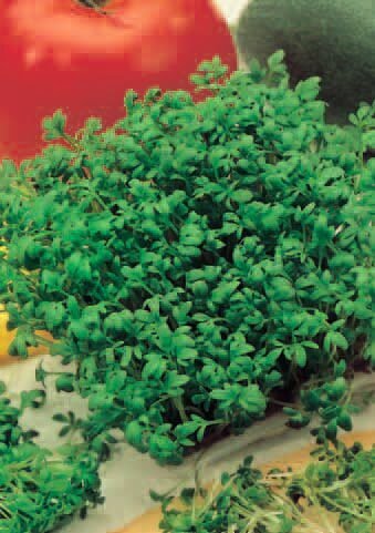 Organic Garden Cress Seeds