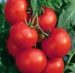 Orkado H Tomato Seeds