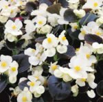 Ostas H Begonia Seeds