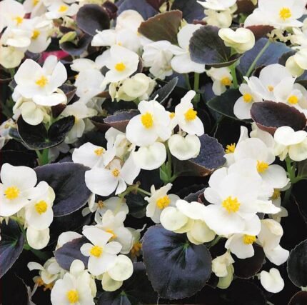 Ostas H Begonia Seeds