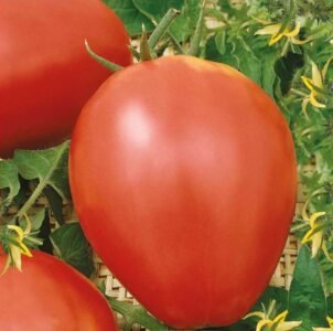 Oxheart Tomato Seeds