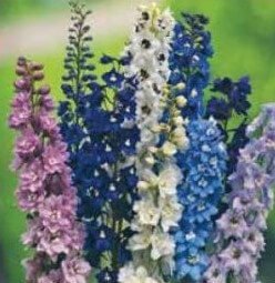 Pacific Delphinium Flower Seeds