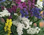 Pacific Statice Mix Seeds