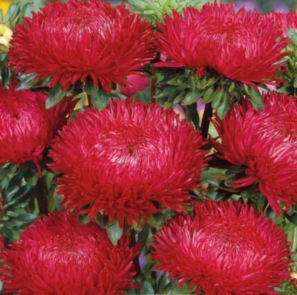 Paeony Red China Aster Seeds