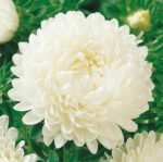 Paeony White China Aster Seeds