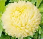 Paeony Yellow China Aster Seeds