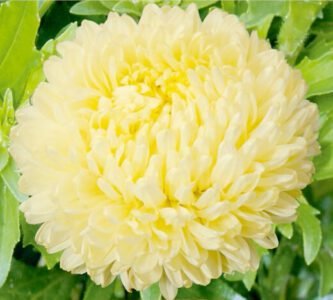 Paeony Yellow China Aster Seeds