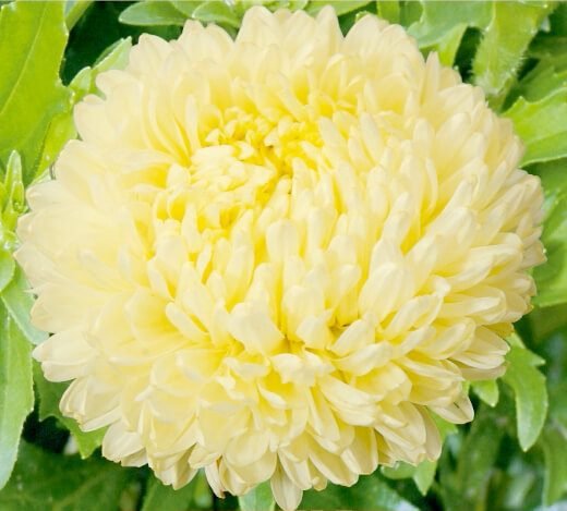 Paeony Yellow China Aster Seeds Paeony Yellow China Aster Seeds