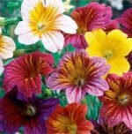 Painted Tongue Flower Seeds