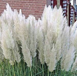 Pampas Plume Grass Seeds
