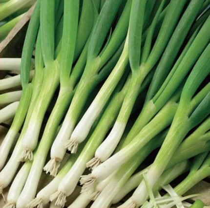 Parade Spring Onion Seeds