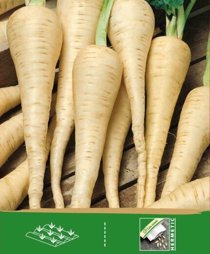 Parsnip Seeds