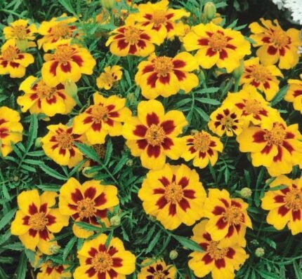 Pascal French Marigold Seeds