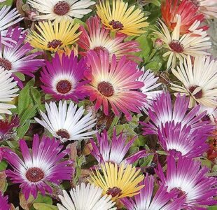 Pastel Livingstone Daisy Flower Seeds