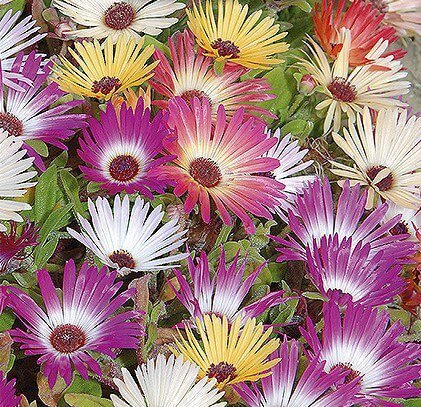 Pastel Livingstone Daisy Flower Seeds
