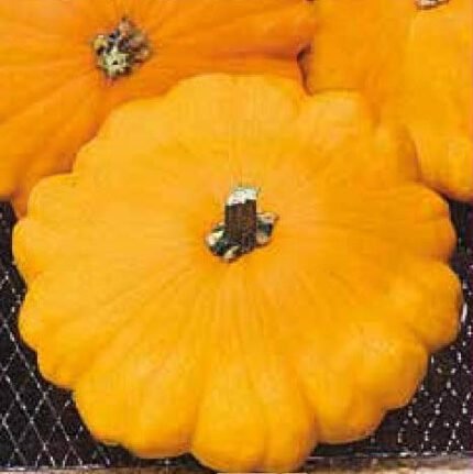 Patisson Orange Patisson Seeds