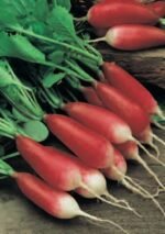 Patricia Organic Radish Seeds