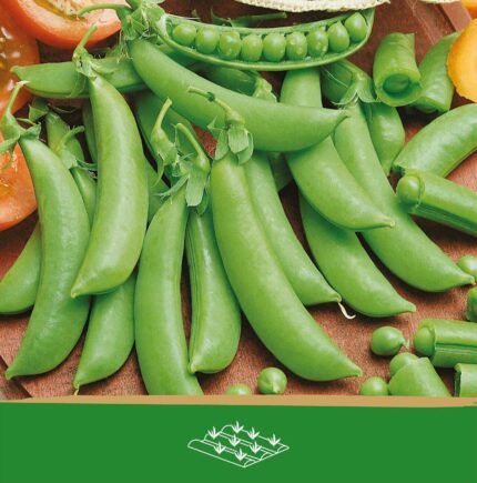 Pea Seeds
