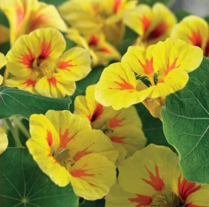 Peach Melba Dwarf Nasturtium Seeds