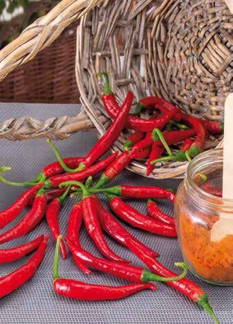 Pepper Seeds