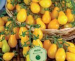 Perun Tomato Seeds
