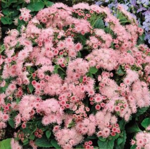 Pink Ball Floss Flower Seeds