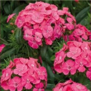 Pink Beauty Sweet William Seeds