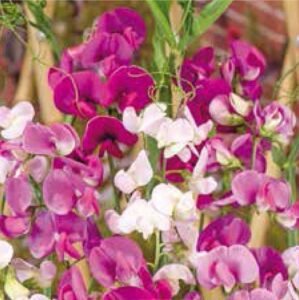 Pink Pearl Perennial Peavine Seeds