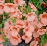 Pink Queen Twinspur Seeds