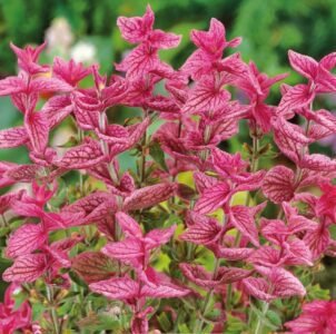 Pink Sundea Anual Clary Flower Seeds
