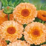 Pink Surprise Pot Marigold Seeds