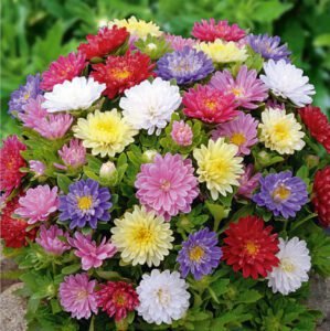 Pinocchio Dwarf  China Aster Seeds