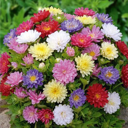 Pinocchio Dwarf  China Aster Seeds