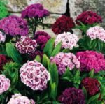 Pinocchio Sweet William Flower Seeds