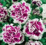 Pirouette H Purple Large Flowered Petunia Seeds