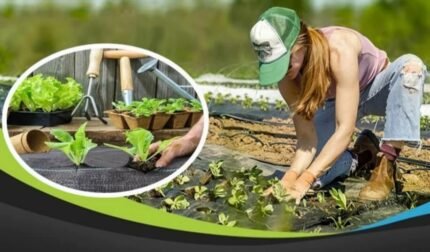 Plant Watering