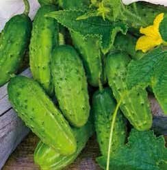 Polan H Gherkin Cucumber Seeds