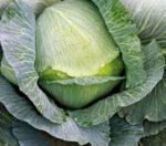 Polar White Cabbage Seeds