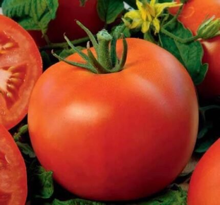 Polfast H Tomato Seeds